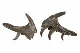 Permian Synapsis (Mycterosaurus) Associated Jaws - Oklahoma #79469-1